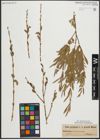 Foto von Salix purpurea L.
